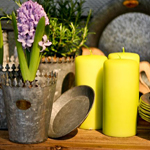 Plants: image 3 0f 4 thumb